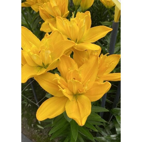 Beverly GOLD ( Āzijas lilijas hibrīds) 